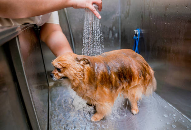 toelettatore che lava un cane di pomerania al bagno del salone di toelettatura - 13451 foto e immagini stock