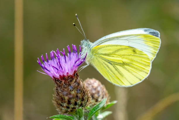 istock Gonepteryx rhamni butterfly on a thistle 1543279485