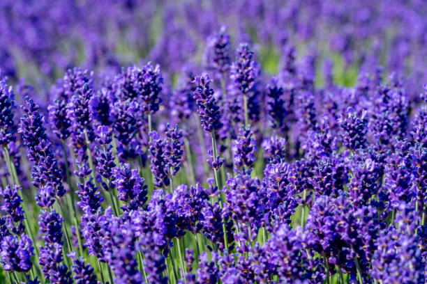 istock lavender field blossom in the garden 1543280573
