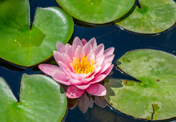 istock pink water lilly in the pond 01 1543284309