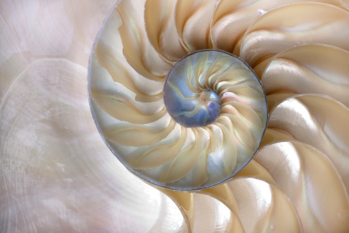 The Nautilus is a nocturnal creature and spends most of its time in the great depths of the ocean. The Nautilus shell, lined with mother-of-pearl, grows into increasingly larger chambers throughout its life and so has become a symbol for expansion and renewal.