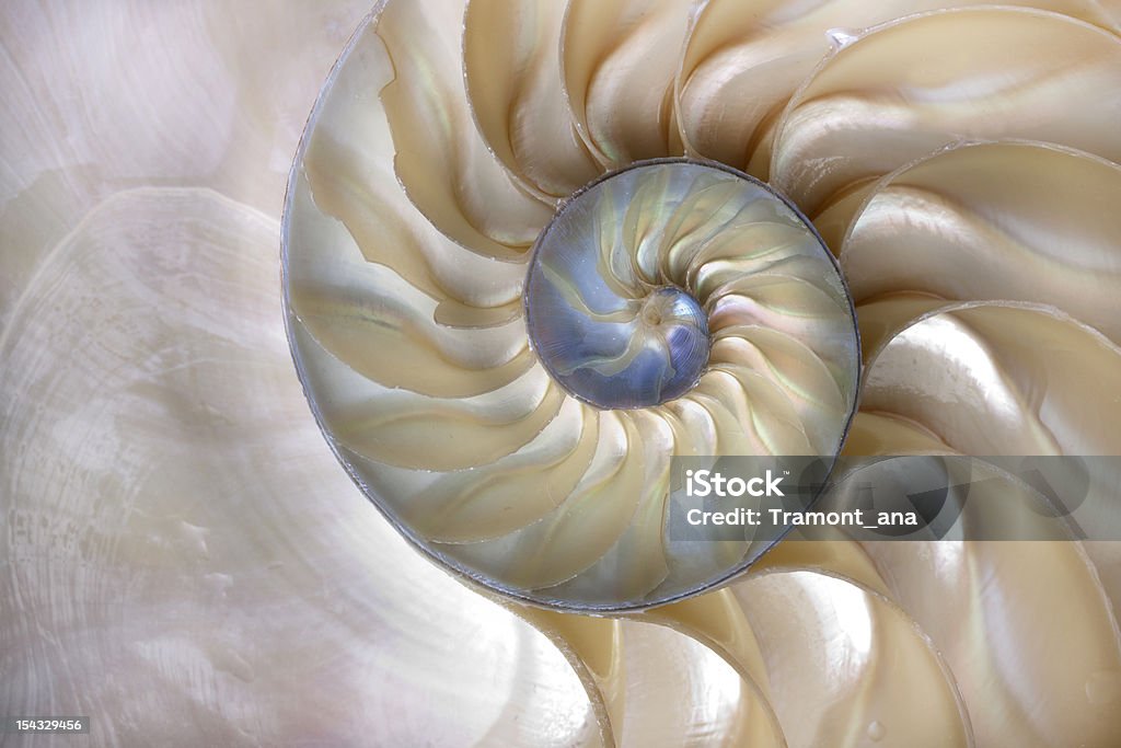 Nautilus shell The Nautilus is a nocturnal creature and spends most of its time in the great depths of the ocean. The Nautilus shell, lined with mother-of-pearl, grows into increasingly larger chambers throughout its life and so has become a symbol for expansion and renewal. Nautilus Stock Photo