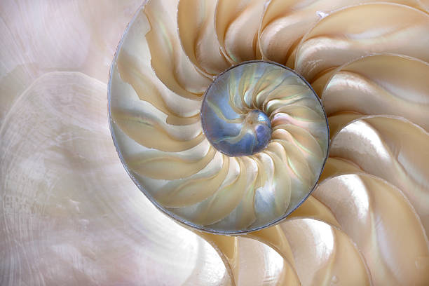 Nautilus shell The Nautilus is a nocturnal creature and spends most of its time in the great depths of the ocean. The Nautilus shell, lined with mother-of-pearl, grows into increasingly larger chambers throughout its life and so has become a symbol for expansion and renewal. nautilus stock pictures, royalty-free photos & images