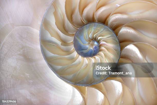 Nautilus Shell Stock Photo - Download Image Now - Nautilus, Golden Ratio, Mother of Pearl