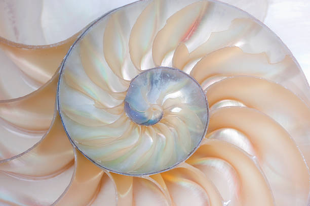 istock Nautilus sea shell swirl close-up 154329458
