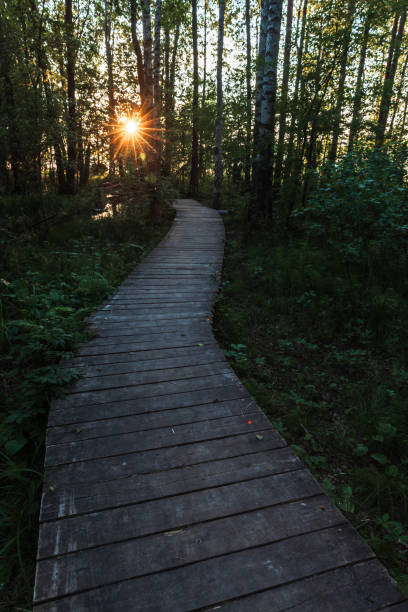 istock Empty wooden walkway and setting sun the dark forest 1543306474