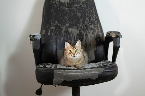 Close-up of charming cat's face lying on scratched damaged black leather chair. Kitten is lying on ruined chair. Pet spoils furniture in house with its claws