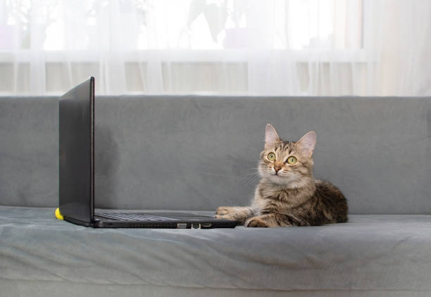 istock Cat using computer. Serious, focused cat works remotely on laptop while sitting at home. Lifestyle. Online work 1543307056