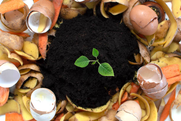 istock compost cycle is like composting a pile of rotting kitchen waste with vegetable waste turning into soil for organic fertilizers with a growing young plant as an integral part.Natural fertilizer 1543308677