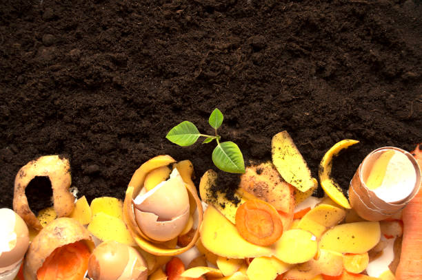 istock compost cycle is like composting a pile of rotting kitchen waste with vegetable waste turning into soil for organic fertilizers with a growing young plant as an integral part.Natural fertilizer 1543308683
