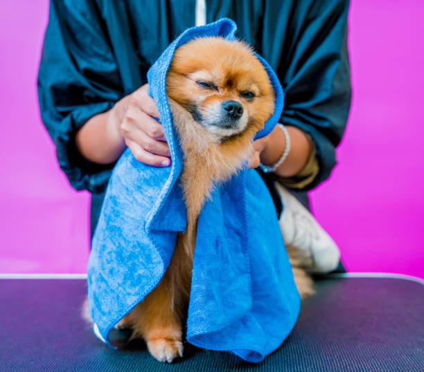 un toiletteur essuie un chien de poméranie après s’être lavé dans un salon de toilettage - 13431 photos et images de collection