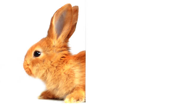 istock Funny red rabbit is half covered with white blank paper. Announcement or poster for the Easter week. 1543331710