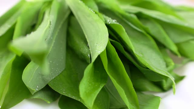 Fresh harvest of spring green ramson or wild leek herb leaves bunch rotation close up