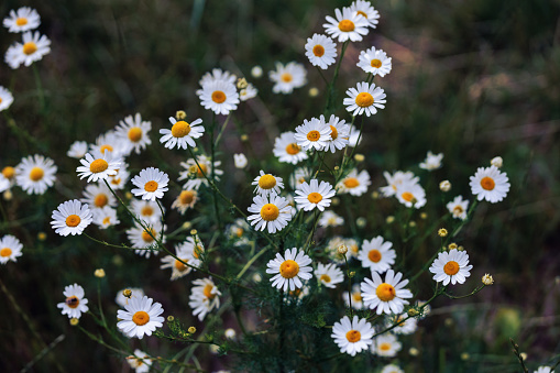 Chamomile flowers on the meadow in the summer. Russia