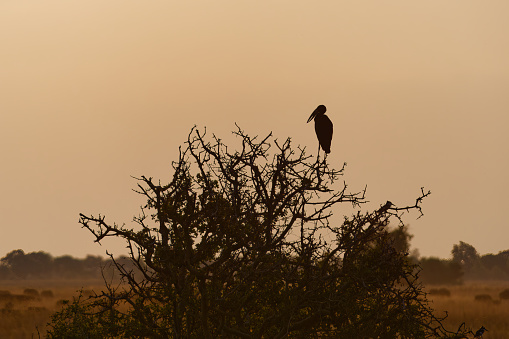 Serene view of a silhouette of a Marabou stork on a tree at sunset in Chobe National Park