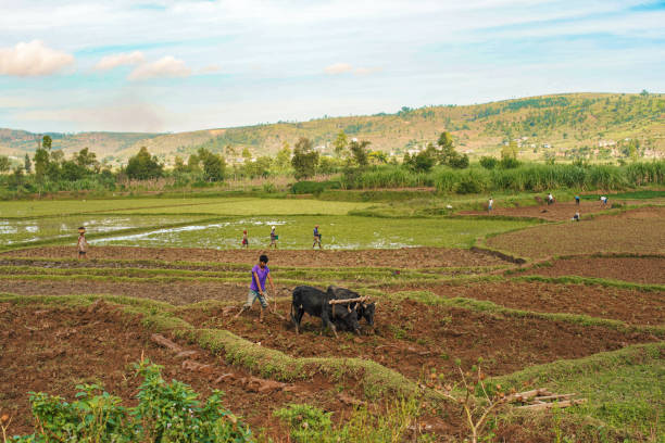 A village near Lake Victoria in Uganda, located in Buikwe District, East Africa Lake Victoria, Uganda, East Africa