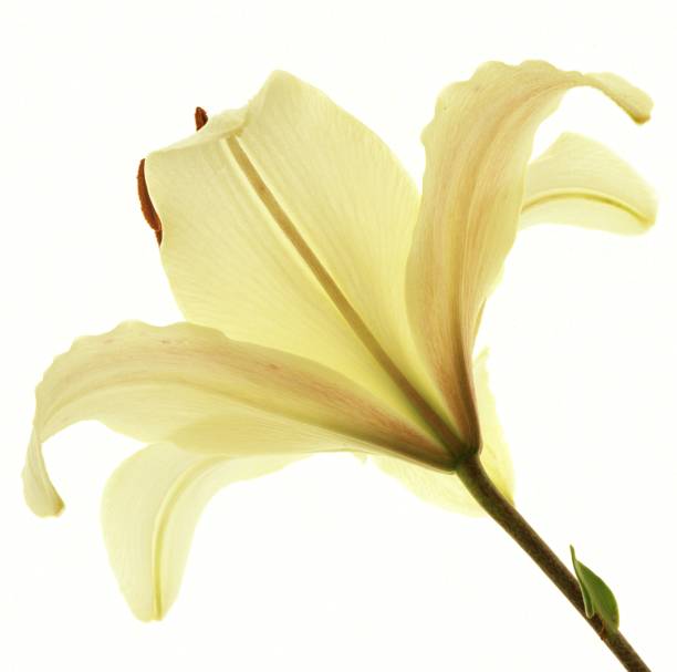 istock lily flower growing on white background 1543376656