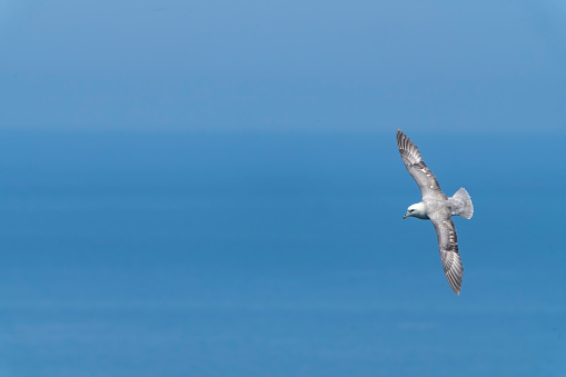 Fulmar flying near Bempton Cliffs, Flamborough Head, Yorkshire, England, UK.