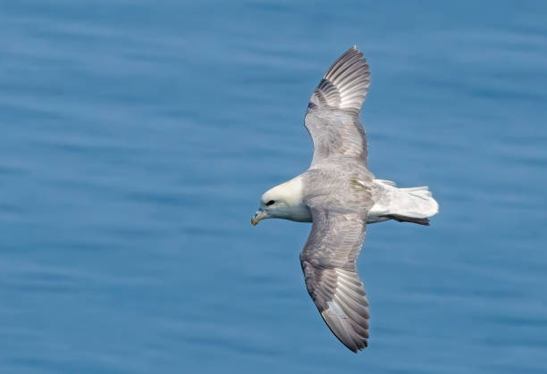 Fulmar flying near Bempton Cliffs, Flamborough Head, Yorkshire, England, UK.