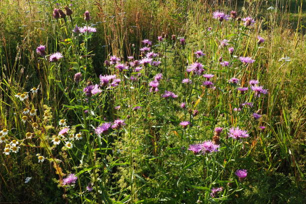 Meadow cornflower Centaurea jacea is a field weed plant, a species of the genus Cornflower of the family Asteraceae, or Compositae. Grows in meadows. Violet elegant flower. Flora of Europe stock photo