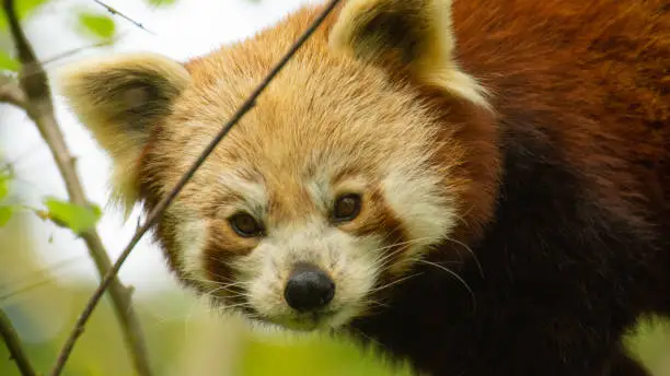 Little face of the red panda