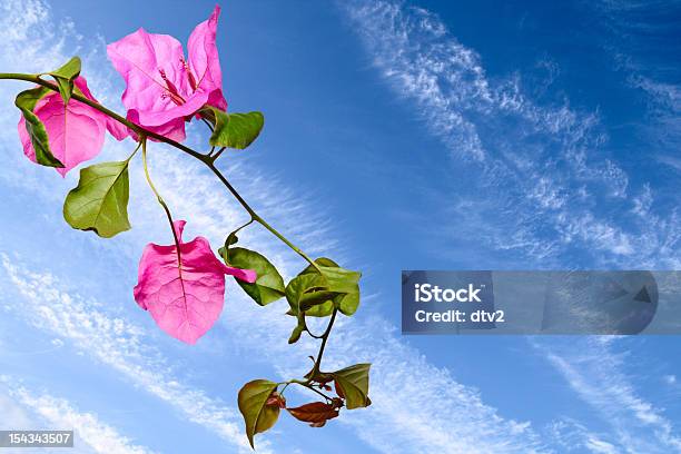Bougainvillaea - Fotografias de stock e mais imagens de Ao Ar Livre - Ao Ar Livre, Arranjo de flores, Azul