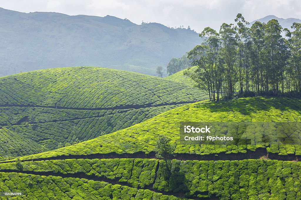 Tea plantations Tea plantations. Munnar, Kerala, India Agricultural Field Stock Photo