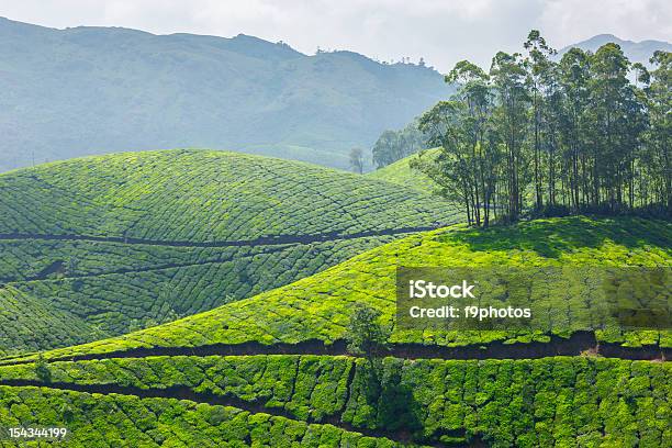 Tea Plantations Stock Photo - Download Image Now - Agricultural Field, Agriculture, Asia