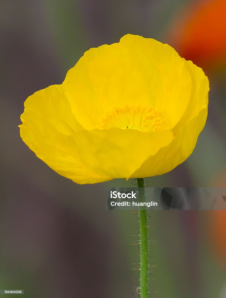 poppy - Lizenzfrei Blume Stock-Foto