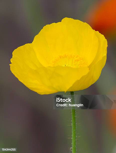 Papavero - Fotografie stock e altre immagini di Ambientazione esterna - Ambientazione esterna, Bellezza naturale, Close-up