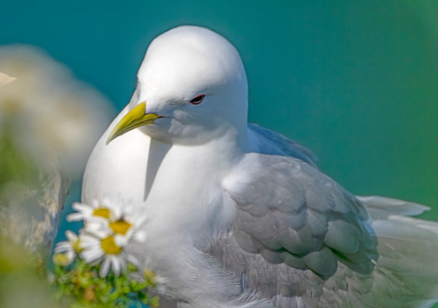 Kittiwake on Bempton Cliffs, Flamborough head,