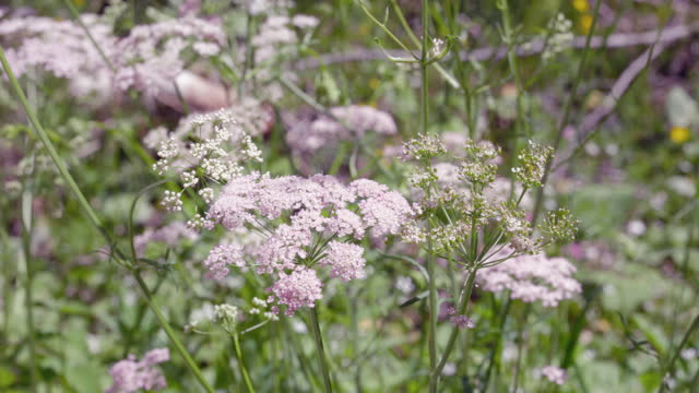 Anise flowers field detail