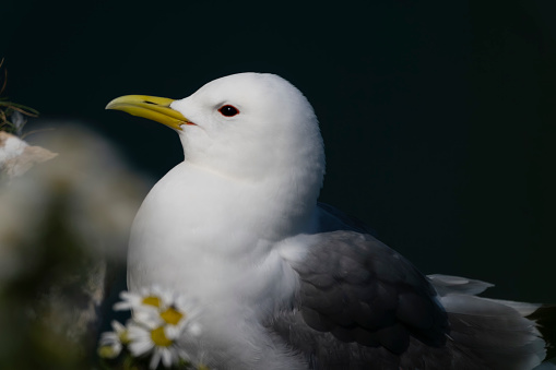 Portrait of Seagull. Wild bird posing in Mallorca   Sparrow portrait. Wild bird posing in Mallorca