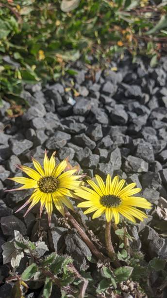 Two yellow flowers of Arctotheca calendula grow among the rocks near the sidewalk in Lisbon A yellow flower in the middle of a dark pollen color, it is also called African adandelion. arctotheca calendula stock pictures, royalty-free photos & images