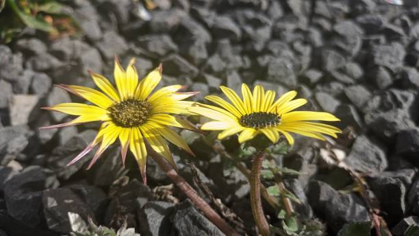 Two yellow flowers of Arctotheca calendula grow among the rocks near the sidewalk in Lisbon A yellow flower in the middle of a dark pollen color, it is also called African adandelion. arctotheca calendula stock pictures, royalty-free photos & images