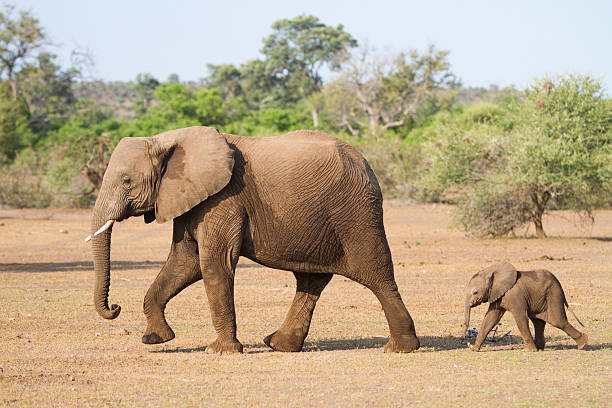 Mother and baby