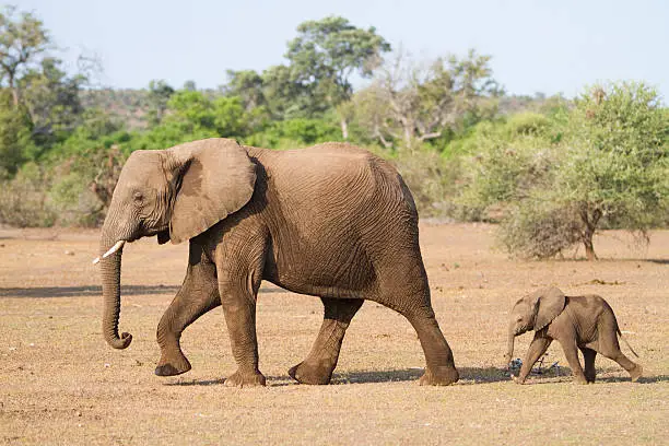 Photo of Mother and baby