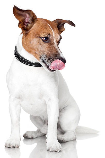 istock Dog with collar sitting down and sticking out its tongue 154345724
