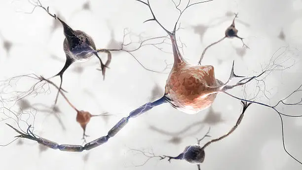 neurons and nervous system. 3d render of organic nerve cells