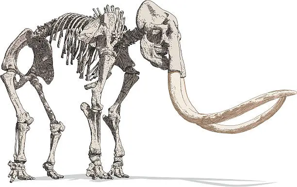 Vector illustration of Mammoth Skeleton