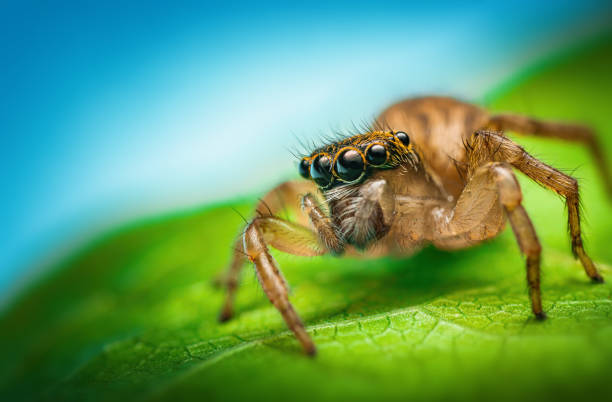 istock Macro close up of jumping spider on a green leaf 1543468067