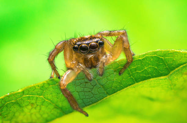 istock Jumping spider macro closeup on a green leaf and blue sky 1543468068