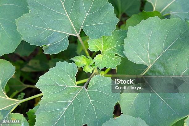 Pflanze Blätter Stockfoto und mehr Bilder von Alternative Medizin - Alternative Medizin, Biologie, Blatt - Pflanzenbestandteile