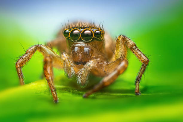 istock Macro close up of jumping spider on a green leaf 1543472198