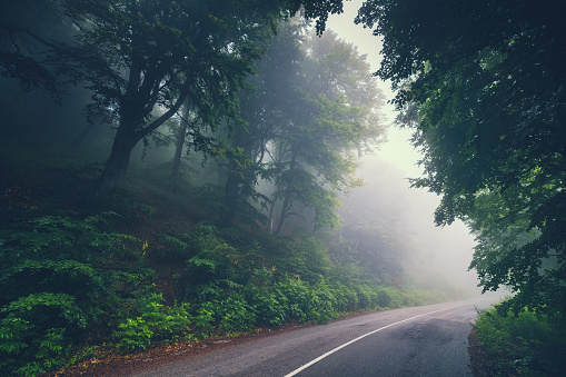 Adventure trip and Road in a forest  at misty fogy morning in the mountain with sunshine lights