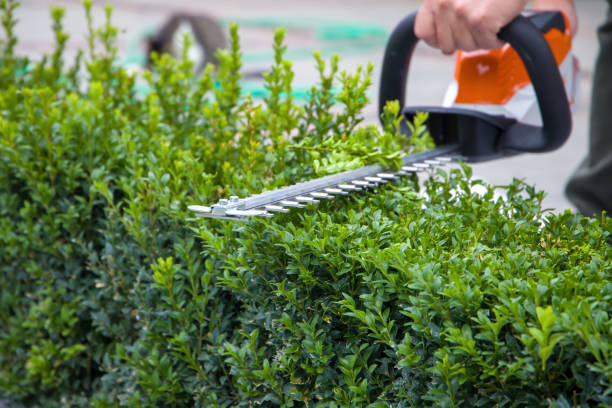 Gardener cuts a boxwood with a hedge trimmer