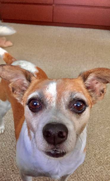 istock Dog Close-Up 1543486689