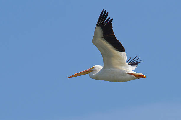 istock Majestic White Pelican 154350505
