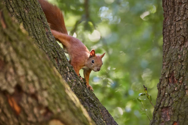 istock A fluffy little squirrel rodent on a tree trunk feeder bank holds a nut in its paws and eats 1543506832