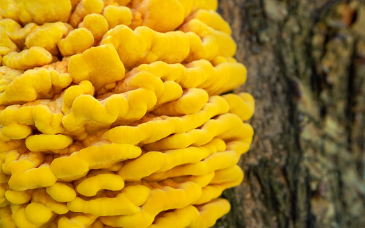 Polypore sulfur yellow on a deciduous tree. Edible and useful mushroom. (lat. tinder fungus) Wood-destroying parasite.